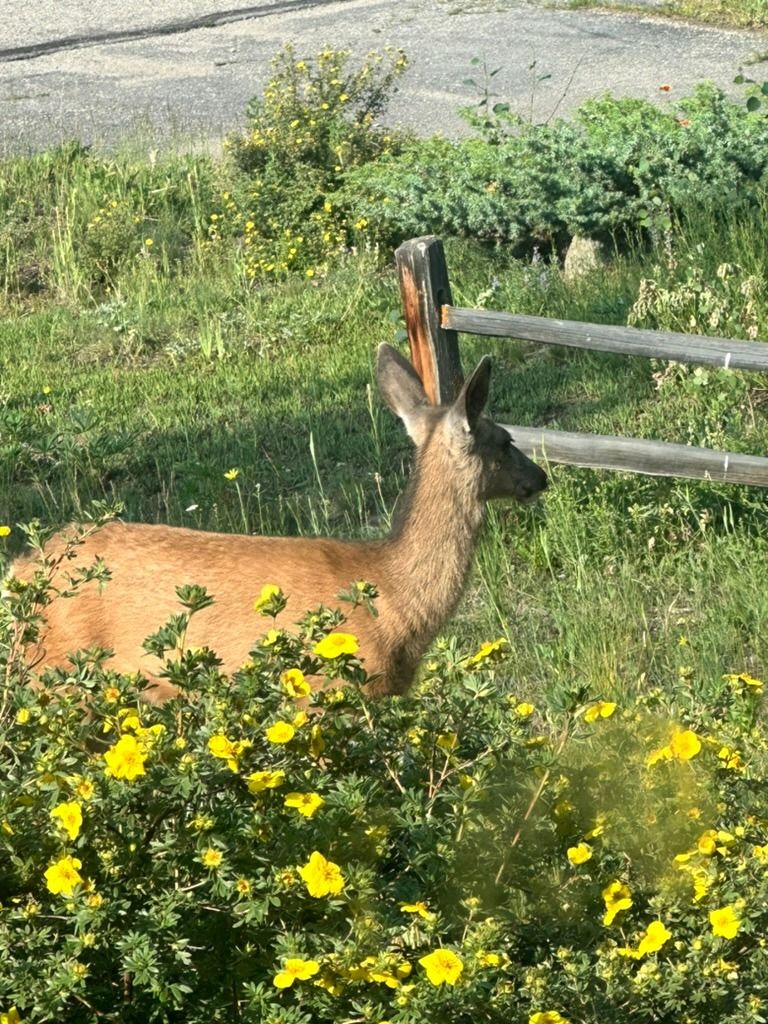 Deer among summer wildflowers