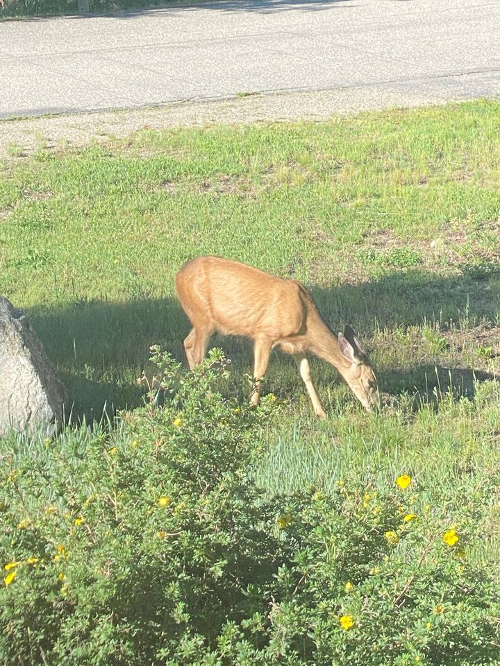 Deer in the yard