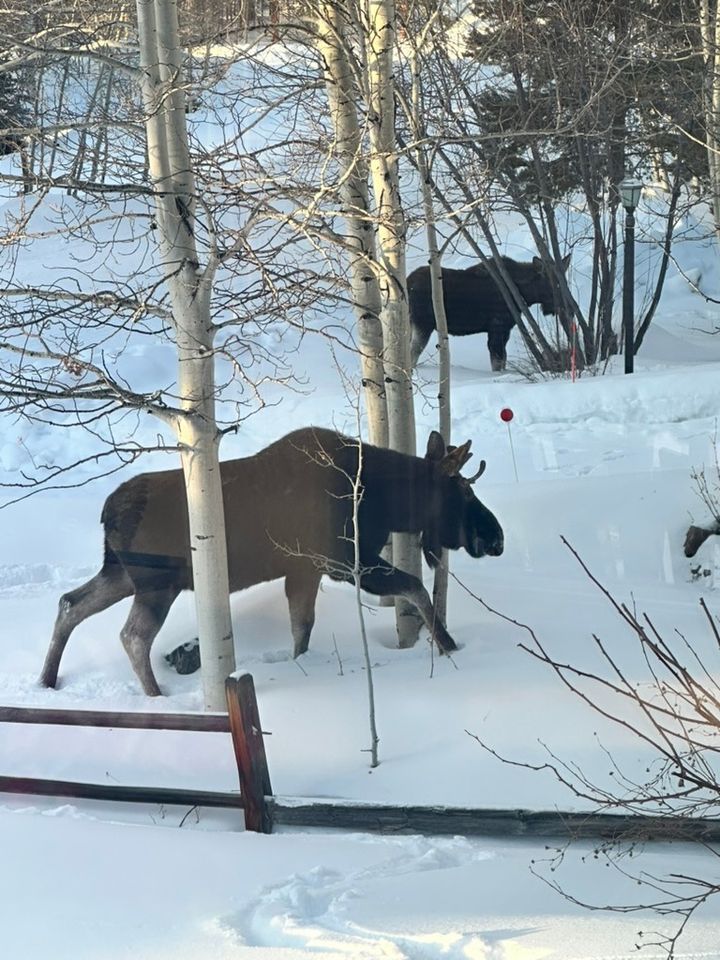 Moose in winter